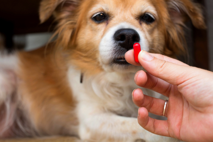 Advantages Buying Pet Medicines From Online Pet Chemist